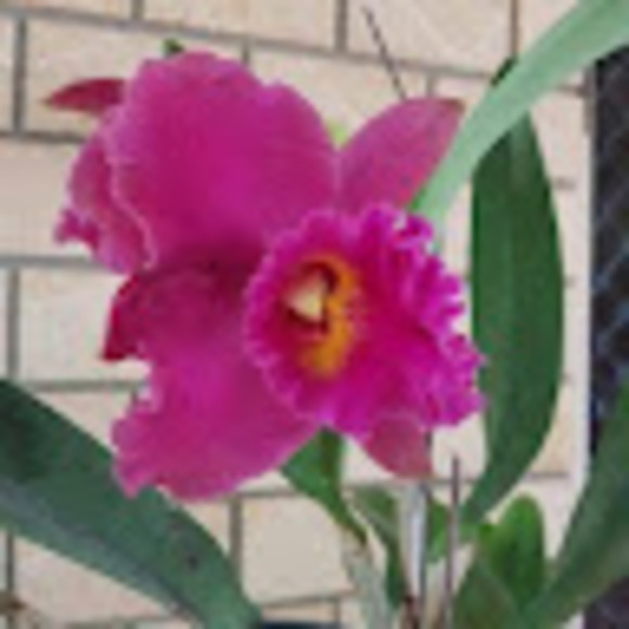 Meet your Posher, Joy - Picture 1 of 1